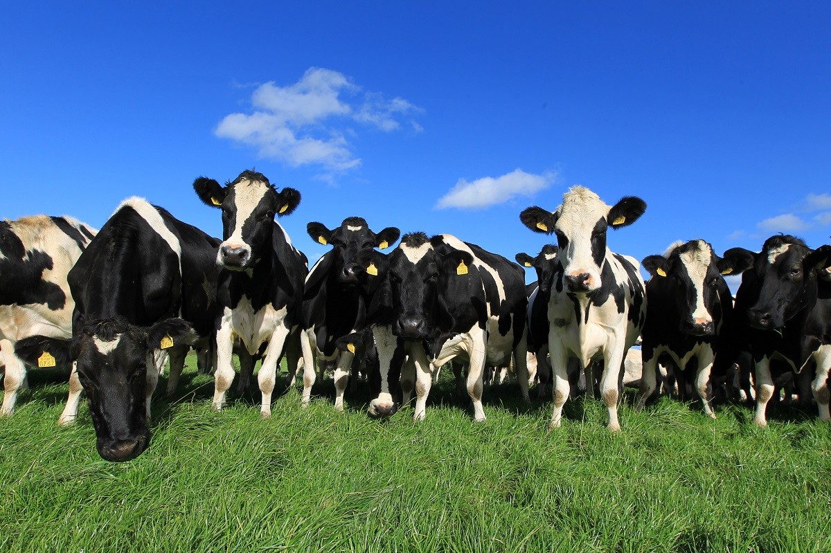 1612496538719619.jpg ifj-hoey dairy cows-36.jpg